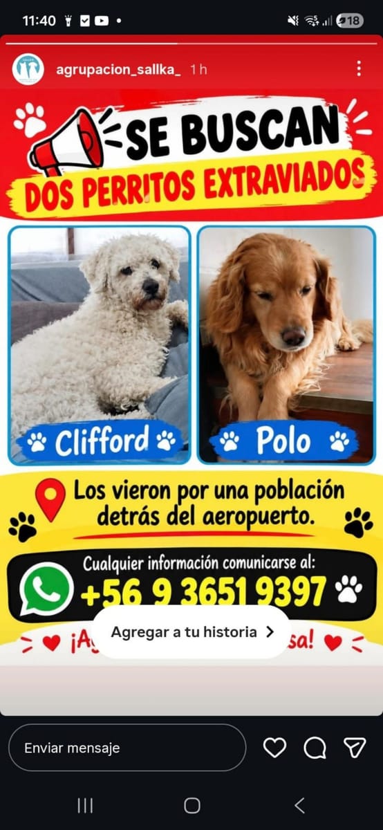 Polo y cliffort