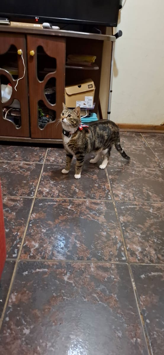 Tabby